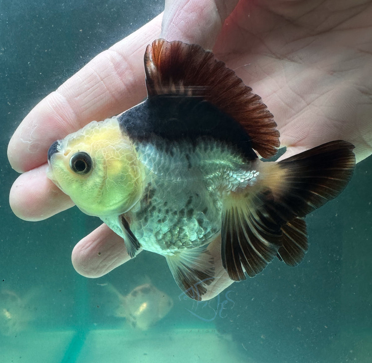 Panda Short Body Short Tail Oranda  (Release Date: 13 Nov 2025)