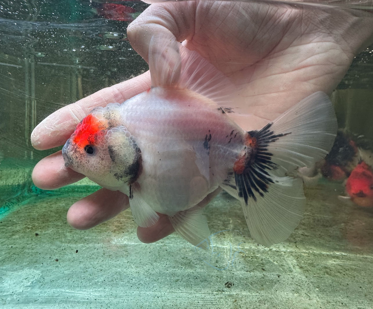 Tancho Calico Orchid Tail Oranda  (Release Date: 18 Nov 2025)