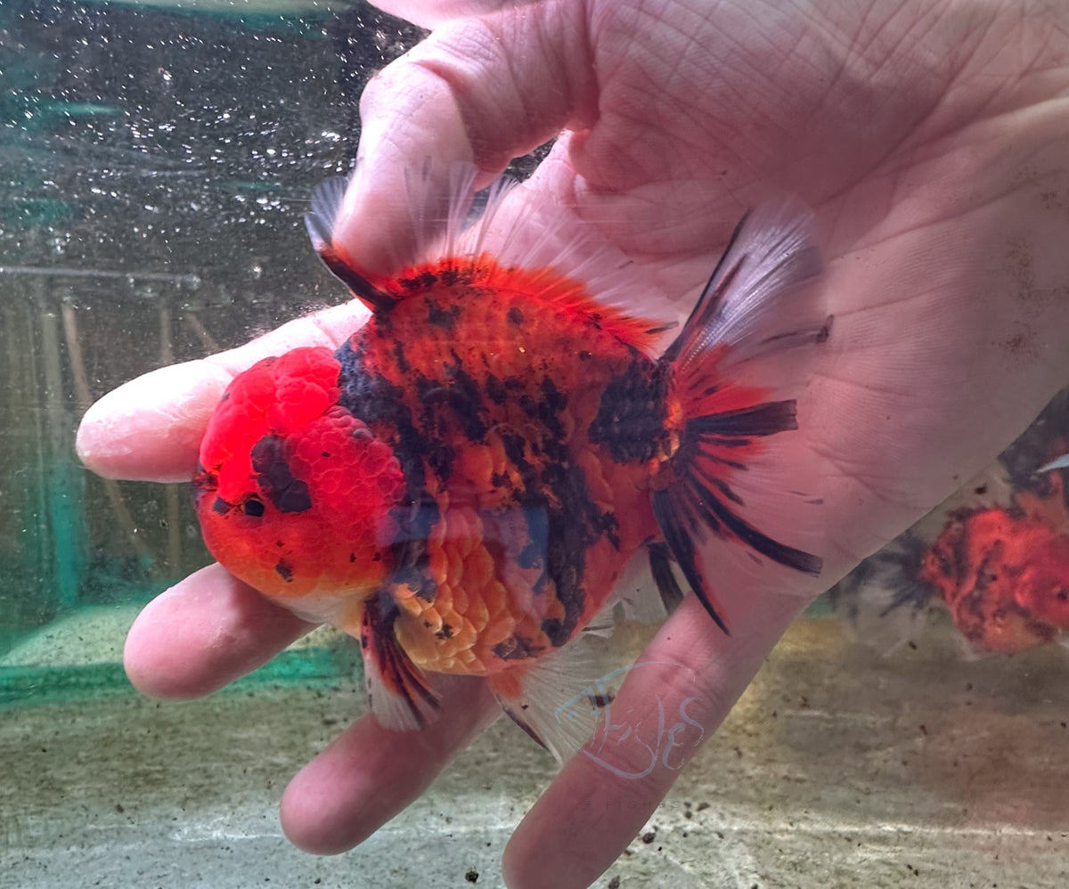 Tiger Calico Orchid Tail Oranda  (Release Date: 18 Nov 2025)