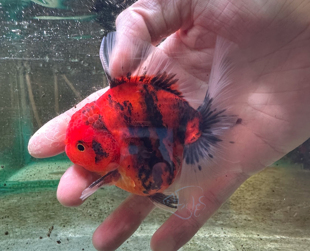 Tiger Calico Orchid Tail Oranda (Release Date: 18 Nov 2025)