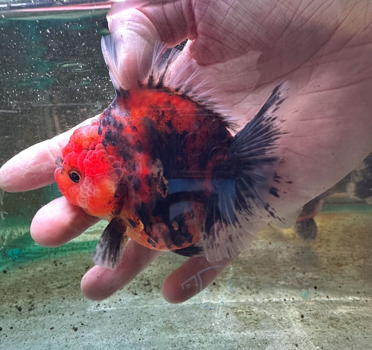Tiger Calico Orchid Tail Oranda (Release Date: 18 Nov 2025)