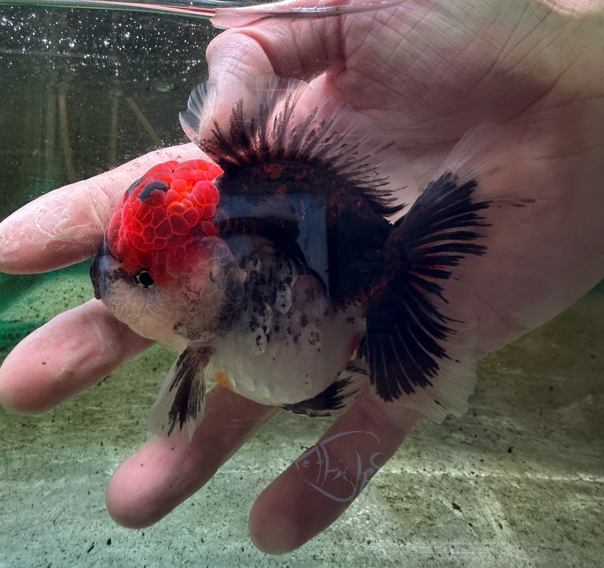 Calico Kirin Orchid Tail Oranda (Release Date: 18 Nov 2025)