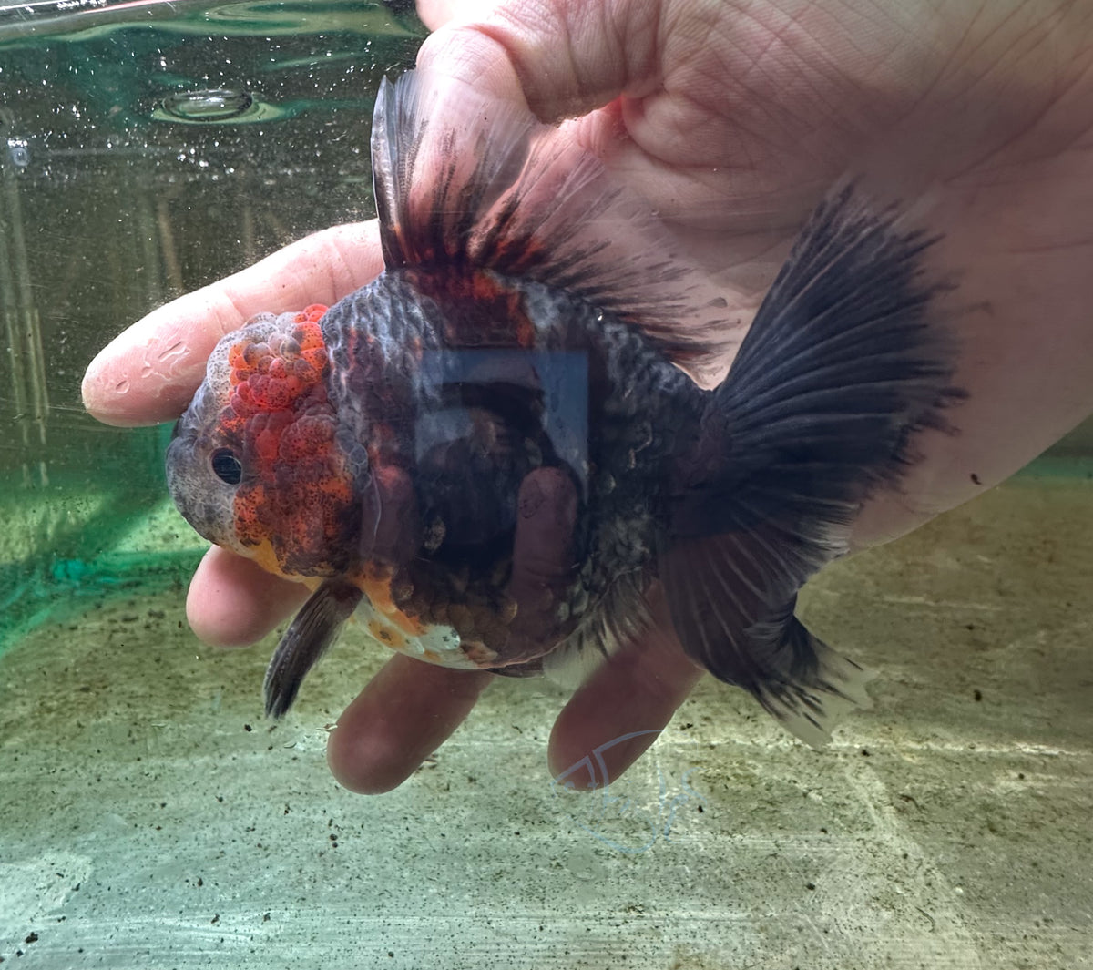 Black Calico Orchid Tail Oranda (Release Date: 18 Nov 2025)