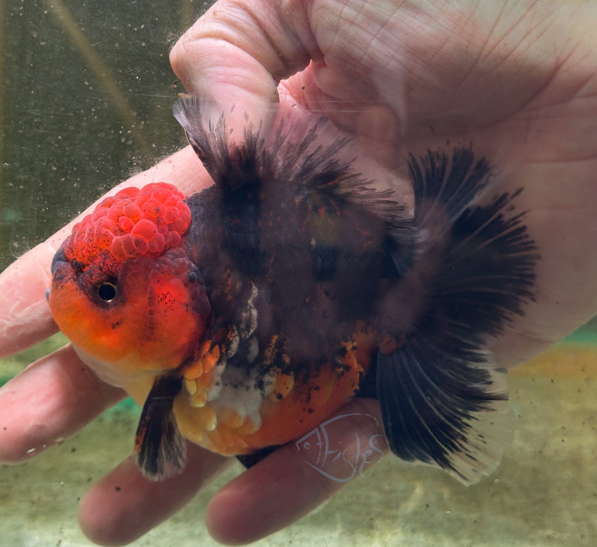 Kirin Orchid Tail Oranda (Release Date: 18 Nov 2025)