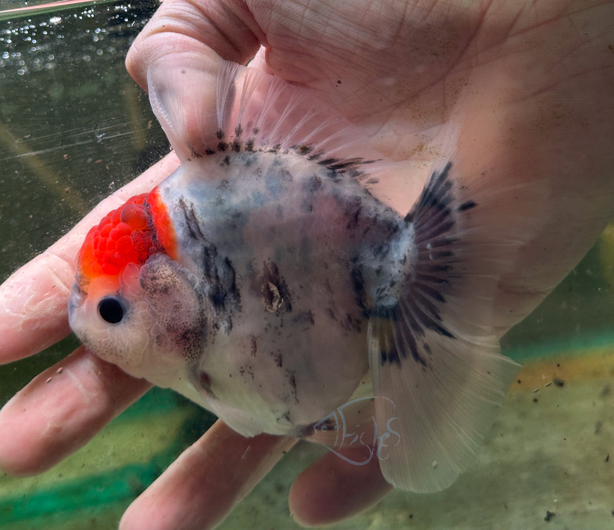 Tancho Calico Orchid Tail Oranda (Release Date: 18 Nov 2025)