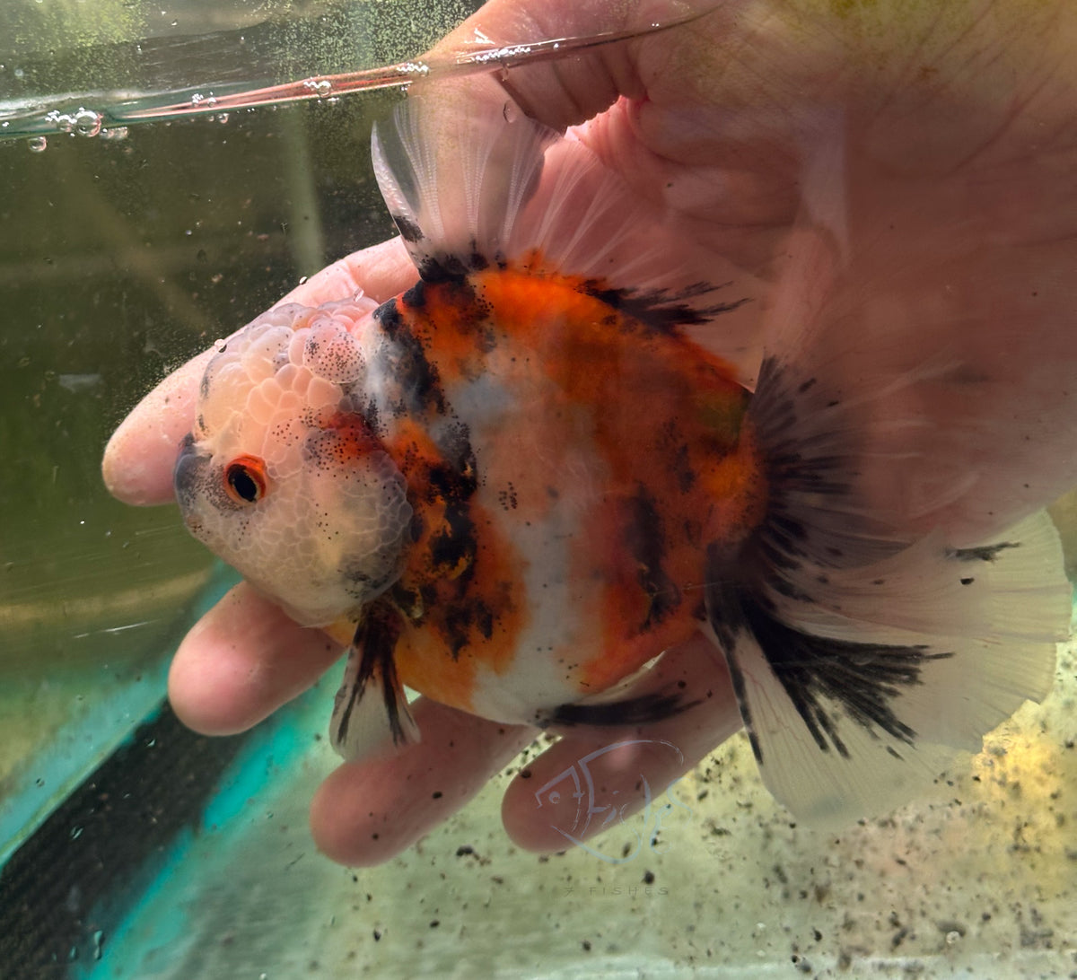 Calico Orchid Tail Oranda (Release Date: 18 Nov 2025)