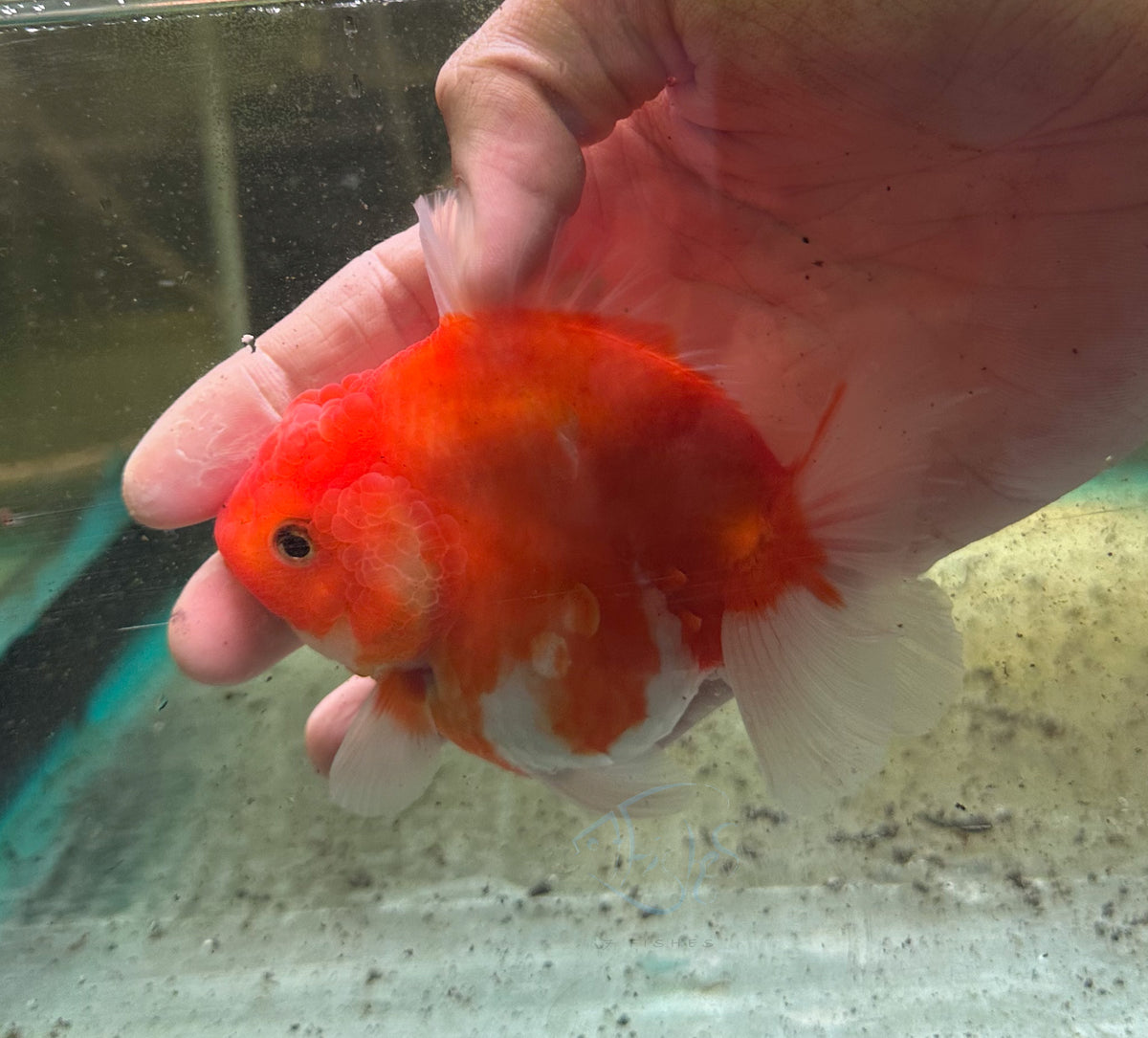 Orange Orchid Tail Oranda (Release Date: 18 Nov 2025)
