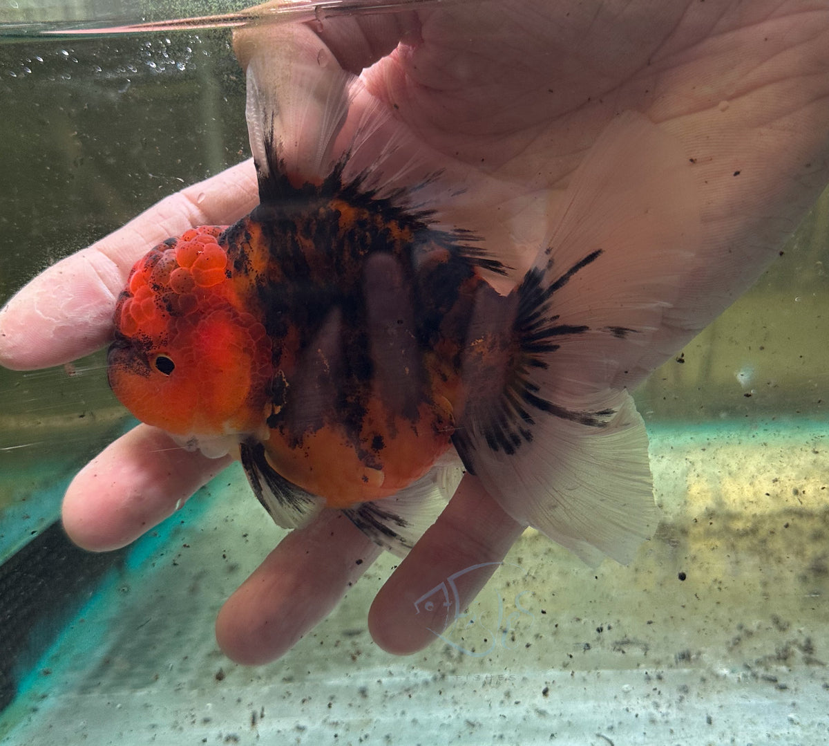 Kirin Orchid Tail Oranda (Release Date: 18 Nov 2025)