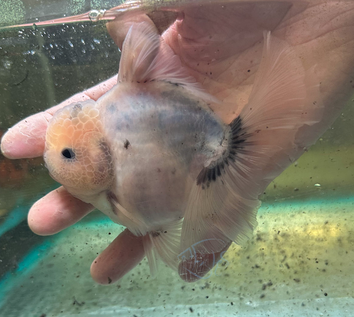 Ink Spot Orchid Tail Oranda (Release Date: 18 Nov 2025)