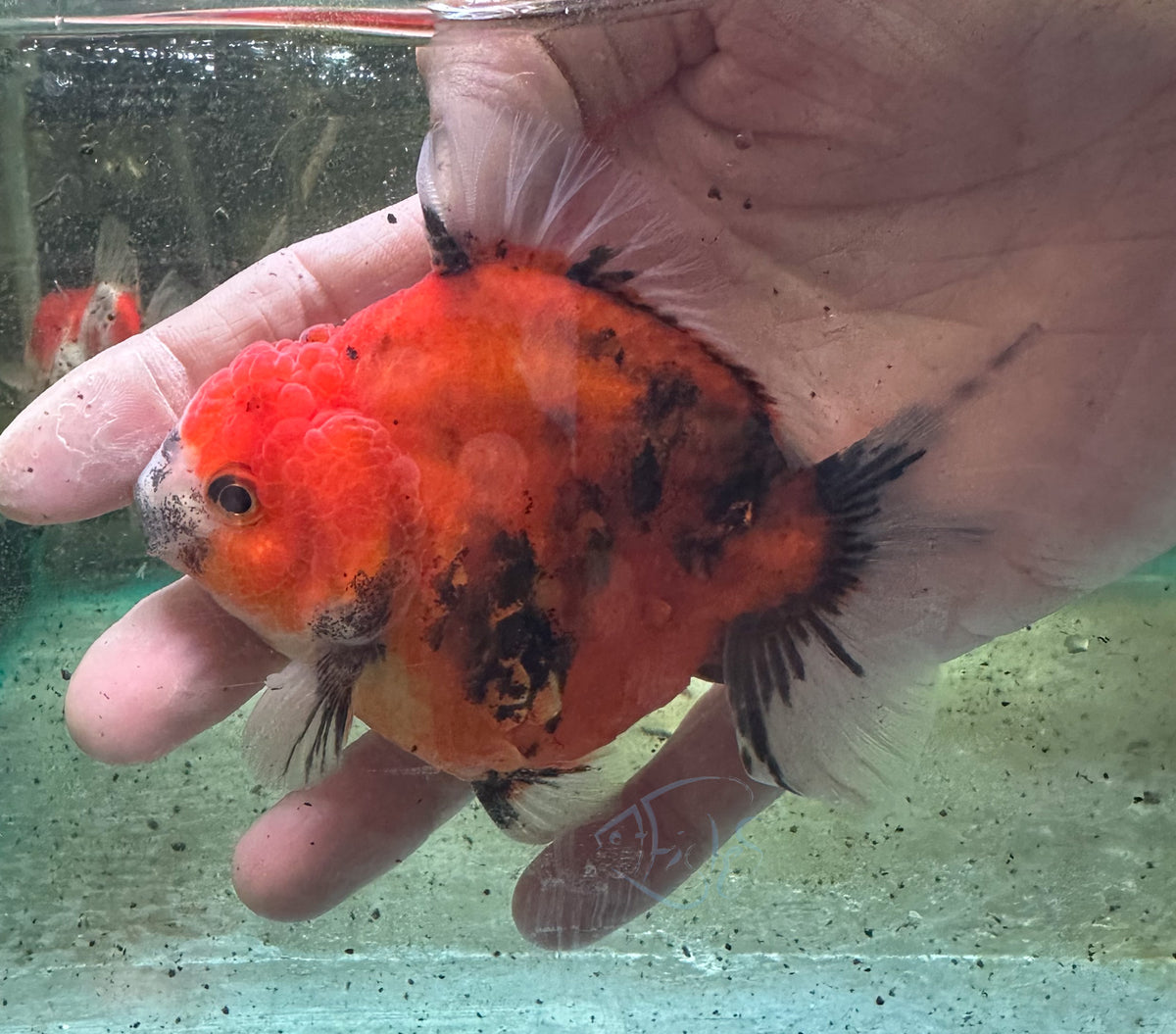 Calico Orchid Tail Oranda (Release Date: 18 Nov 2025)