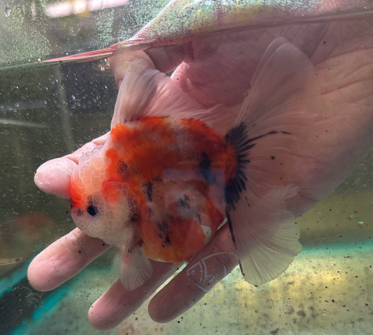 Calico Orchid Tail Oranda (Release Date: 18 Nov 2025)