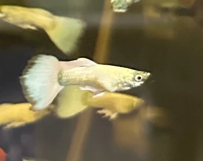 Platinum Dumbo Guppy Male