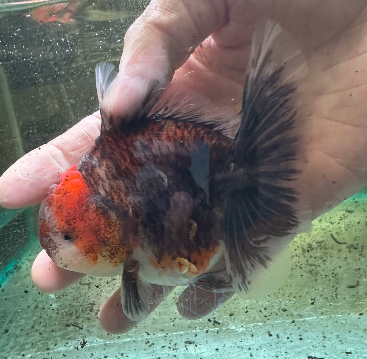 Kirin Orchid Tail Oranda (Release Date: 18 Nov 2025)