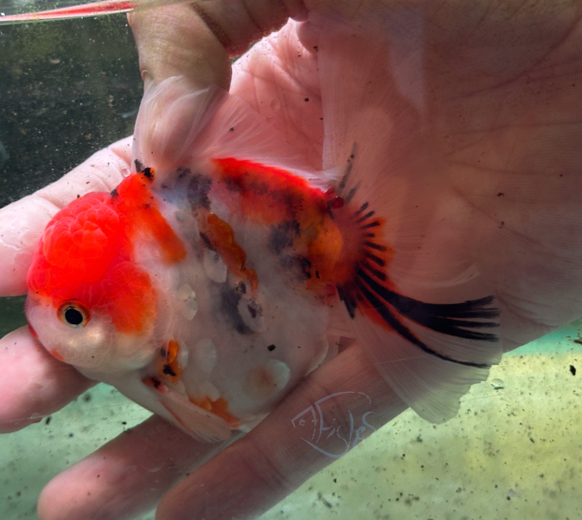 Calico Orchid Tail Oranda (Release Date: 18 Nov 2025)