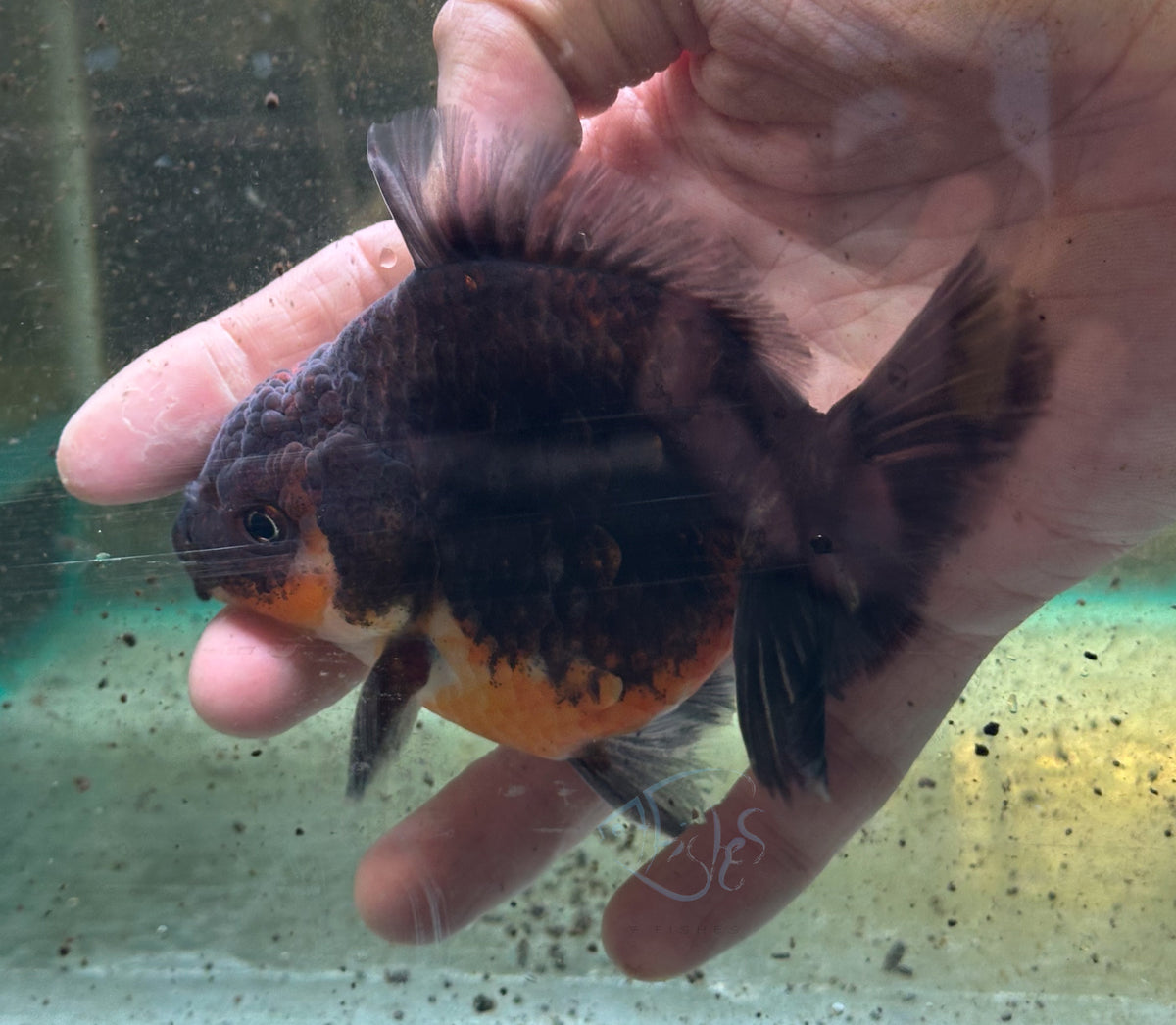 Kirin Orchid Tail Oranda (Release Date: 18 Nov 2025)