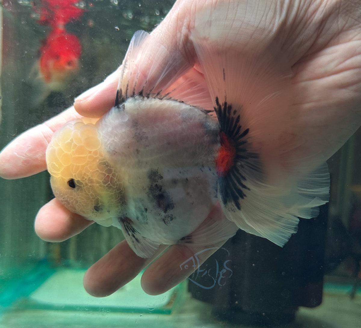 Ink Spot Orchid Tail Oranda (Release Date: 18 Nov 2025)