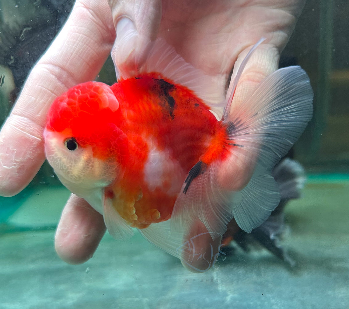 Orange White Orchid Tail Oranda (Release Date: 18 Nov 2025)