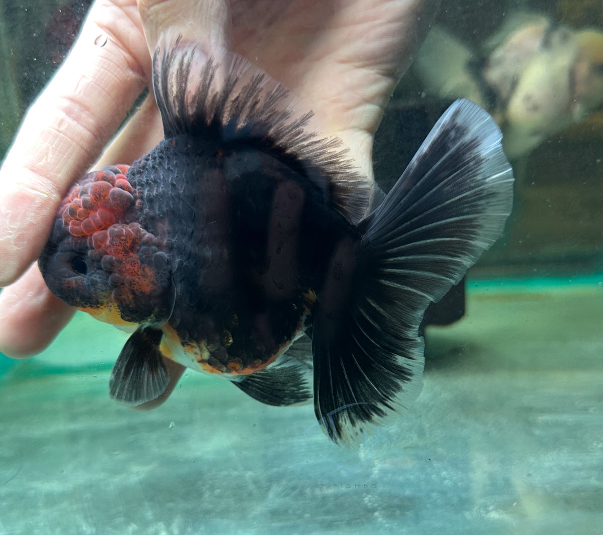 Black Calico Orchid Tail Oranda (Release Date: 18 Nov 2025)