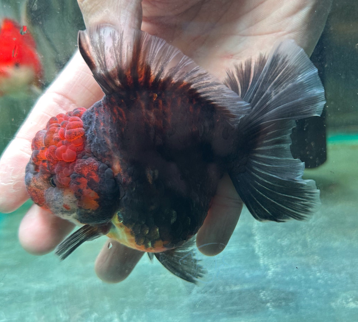 Black Calico Orchid Tail Oranda (Release Date: 18 Nov 2025)