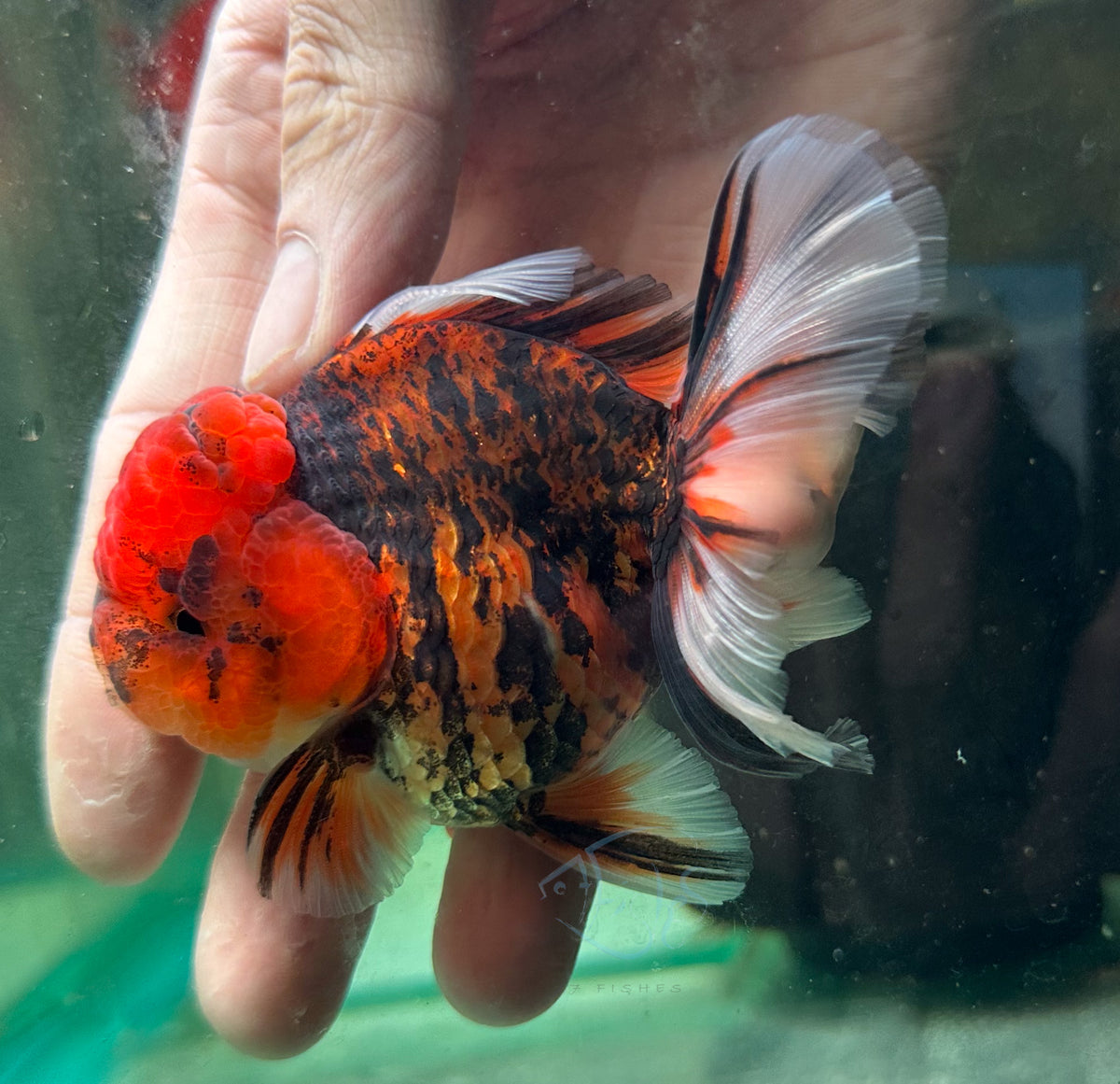 Tiger Calico Orchid Tail Oranda (Release Date: 18 Nov 2025)