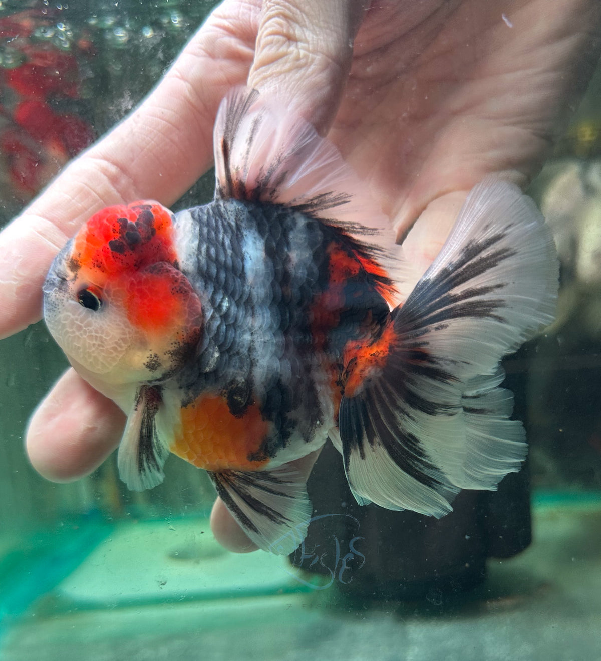 Tri-Colour Orchid Tail Oranda (Release Date: 18 Nov 2025)