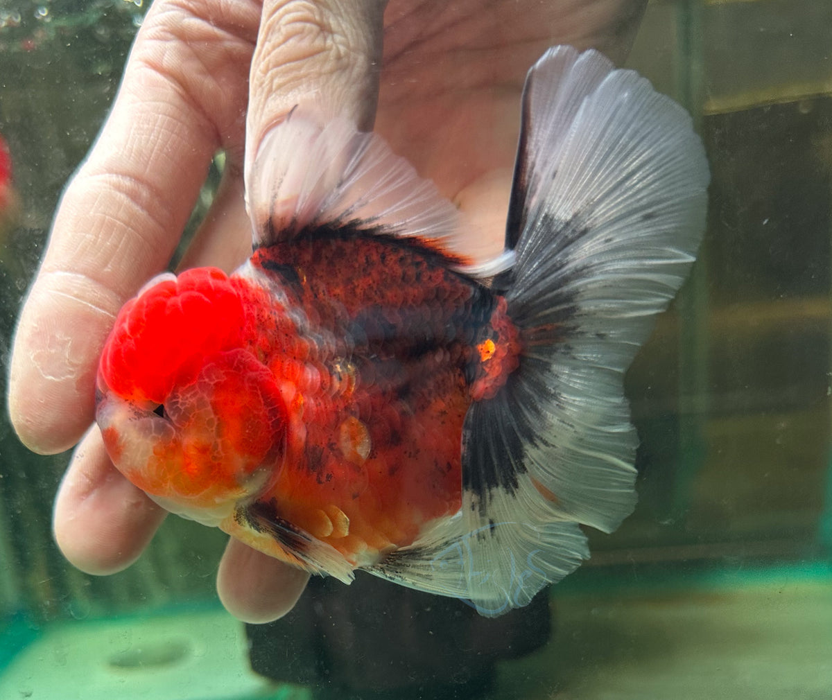 Calico Orchid Tail Oranda (Release Date: 18 Nov 2025)