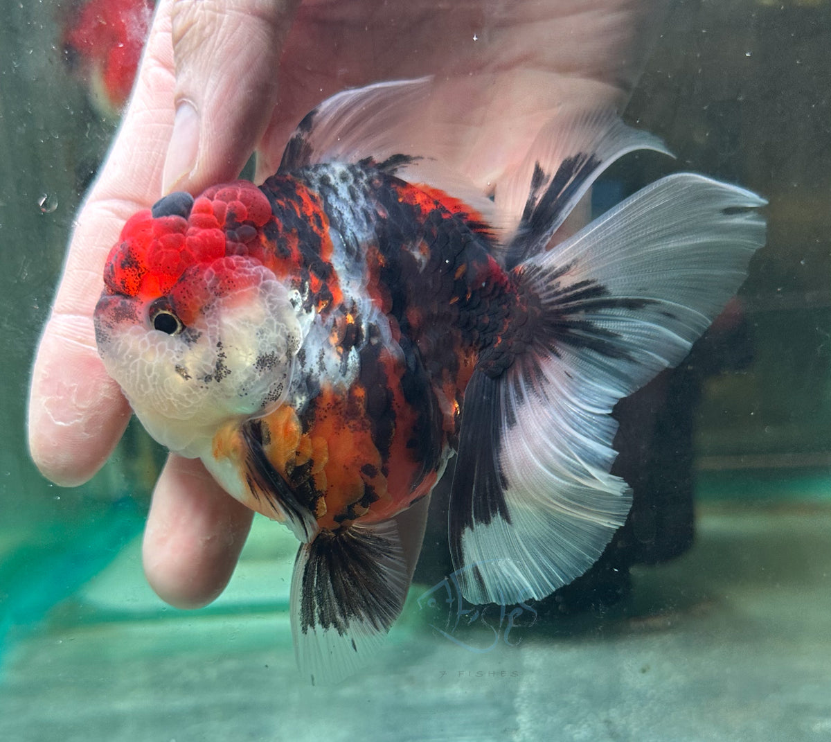 Tri-Colour Orchid Tail Oranda (Release Date: 18 Nov 2025)