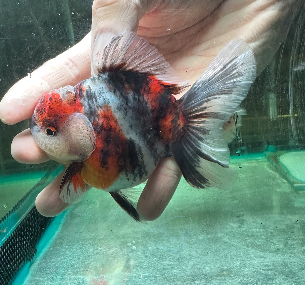 Tri-Colour Orchid Tail Oranda (Release Date: 18 Nov 2025)