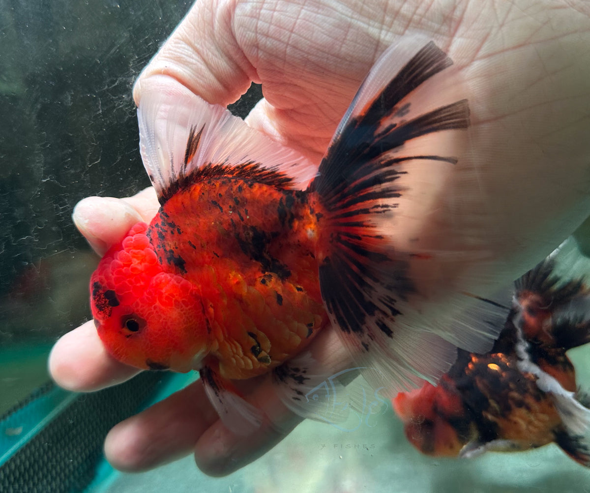 Calico Orchid Tail Oranda (Release Date: 18 Nov 2025)