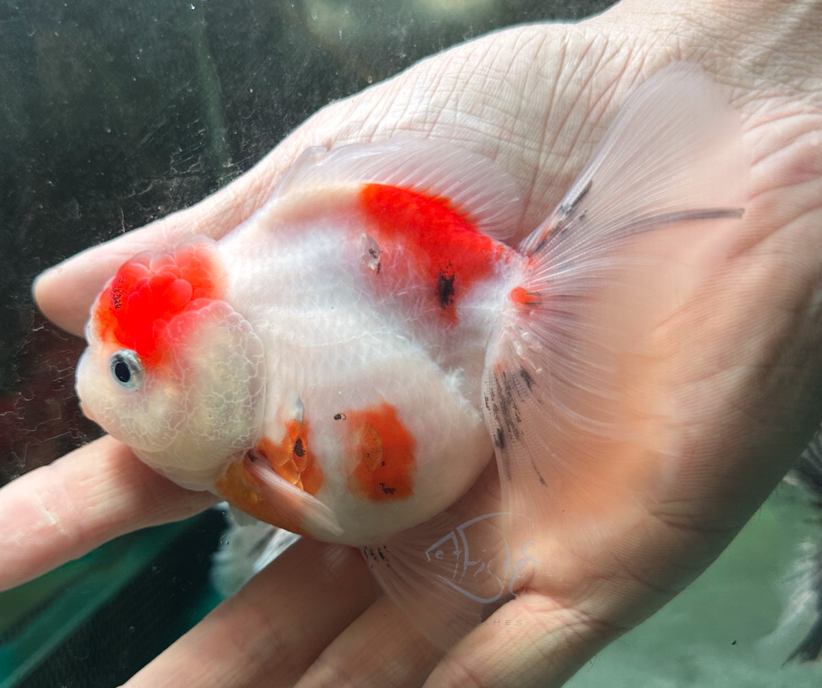 Sakura Orchid Tail Oranda (Release Date: 18 Nov 2025)