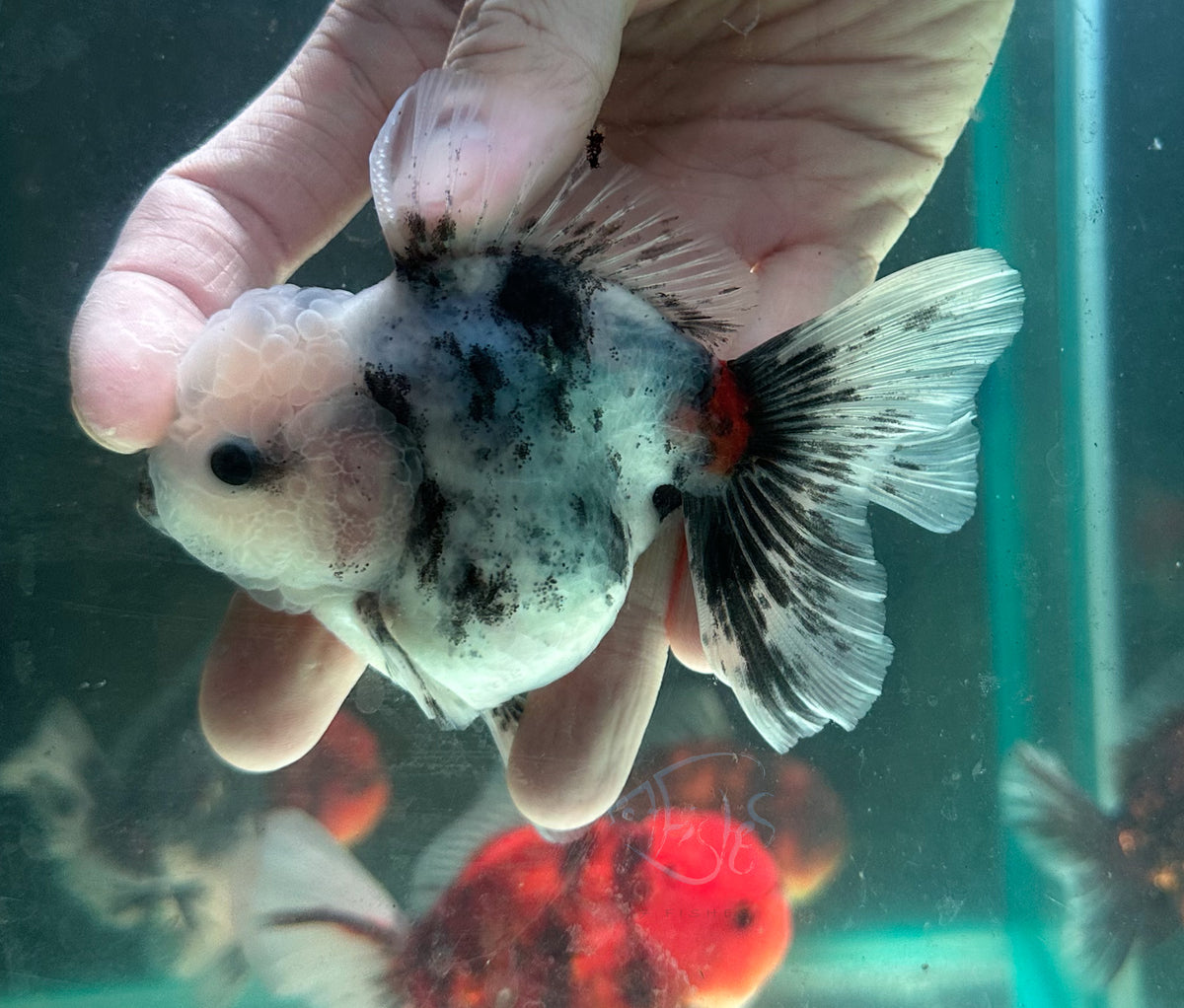 Ink Spot Orchid Tail Oranda (Release Date: 18 Nov 2025)