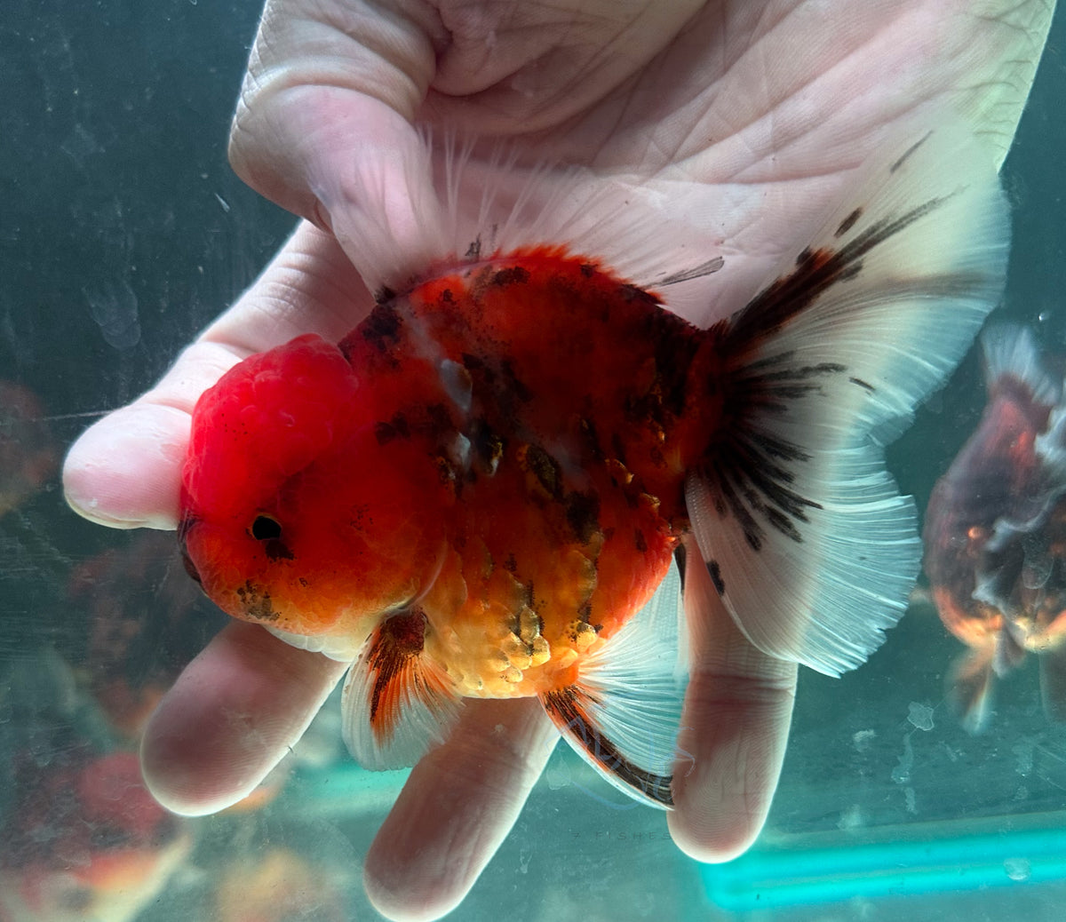 Calico Orchid Tail Oranda (Release Date: 18 Nov 2025)