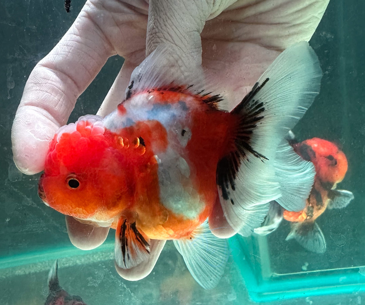 Sakura Orchid Tail Oranda (Release Date: 18 Nov 2025)
