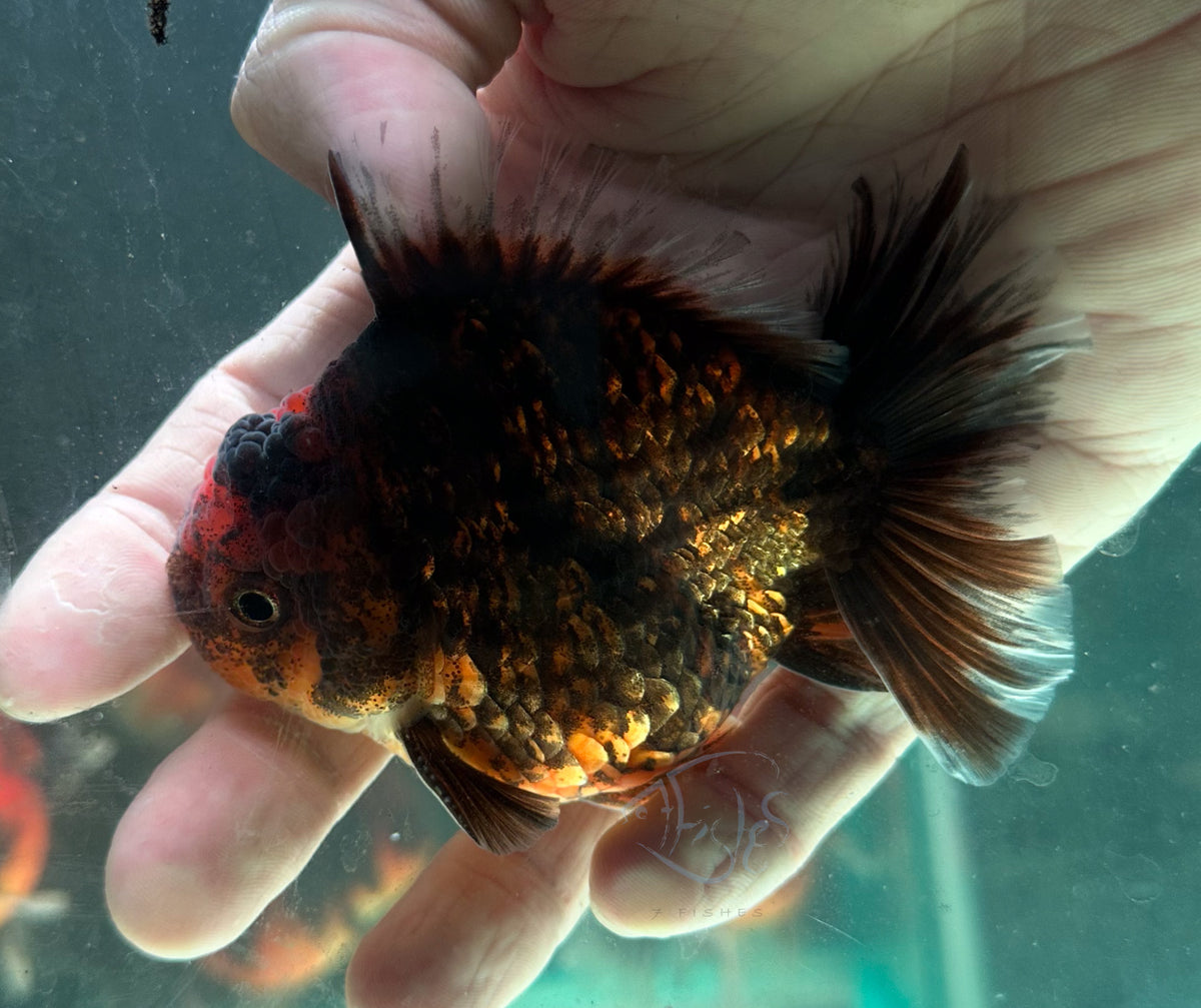 Black Calico Orchid Tail Oranda (Release Date: 18 Nov 2025)