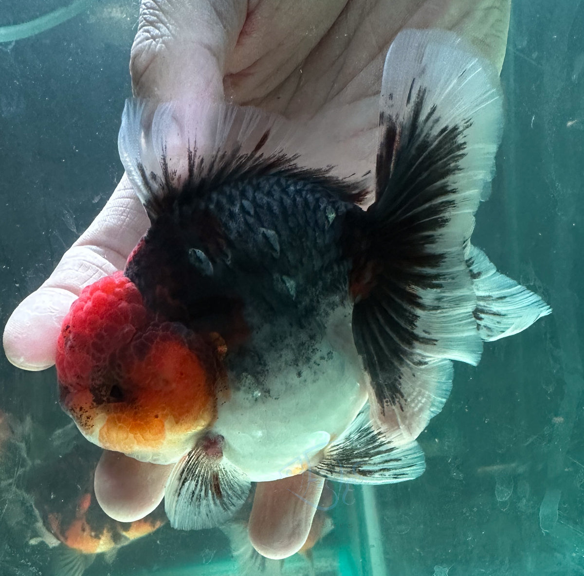 Kirin Orchid Tail Oranda (Release Date: 18 Nov 2025)