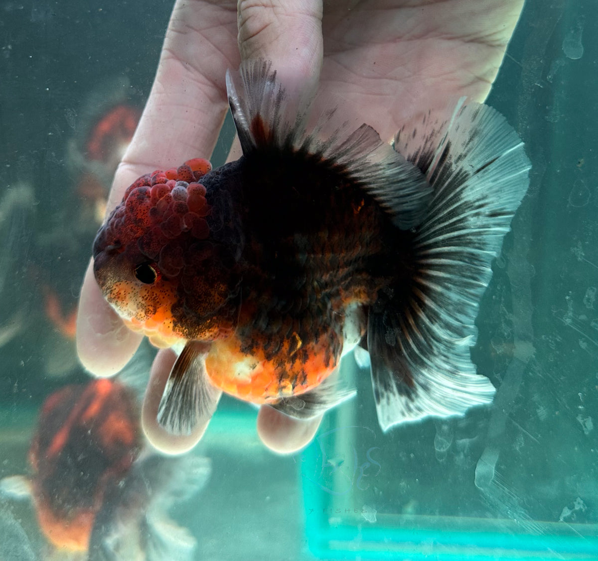 Black Calico Orchid Tail Oranda (Release Date: 18 Nov 2025)