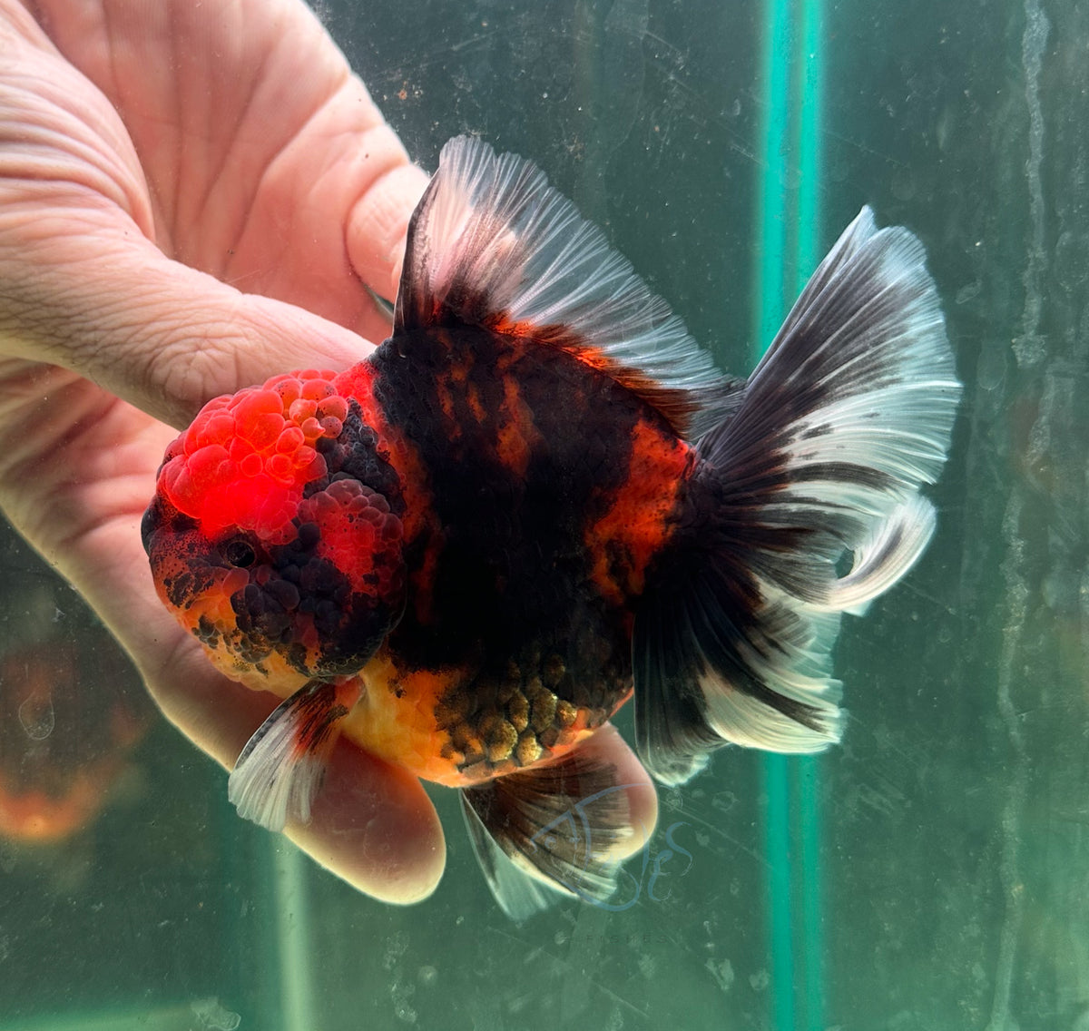Tiger Calico Orchid Tail Oranda (Release Date: 18 Nov 2025)