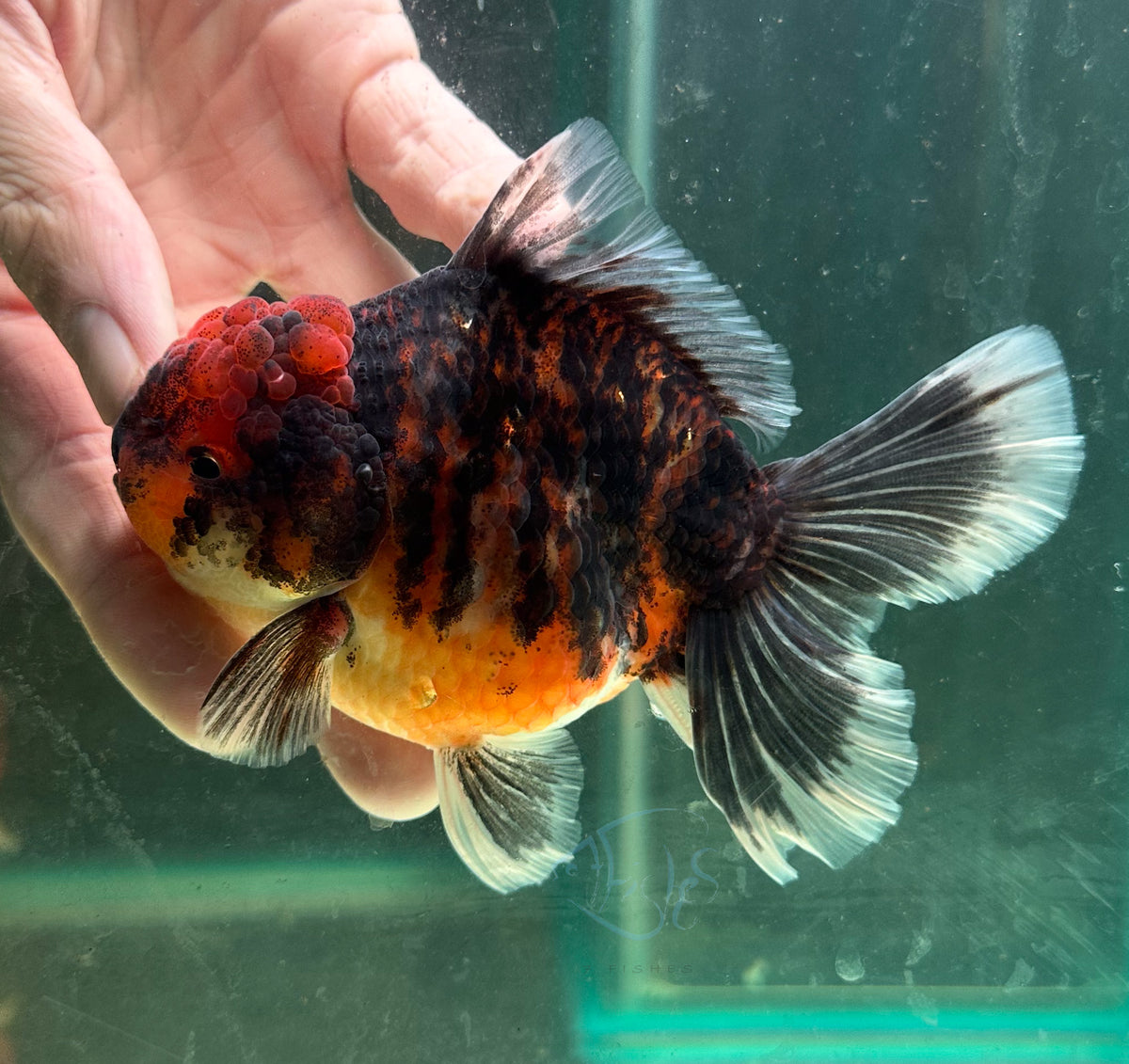 Tiger Calico Orchid Tail Oranda (Release Date: 18 Nov 2025)