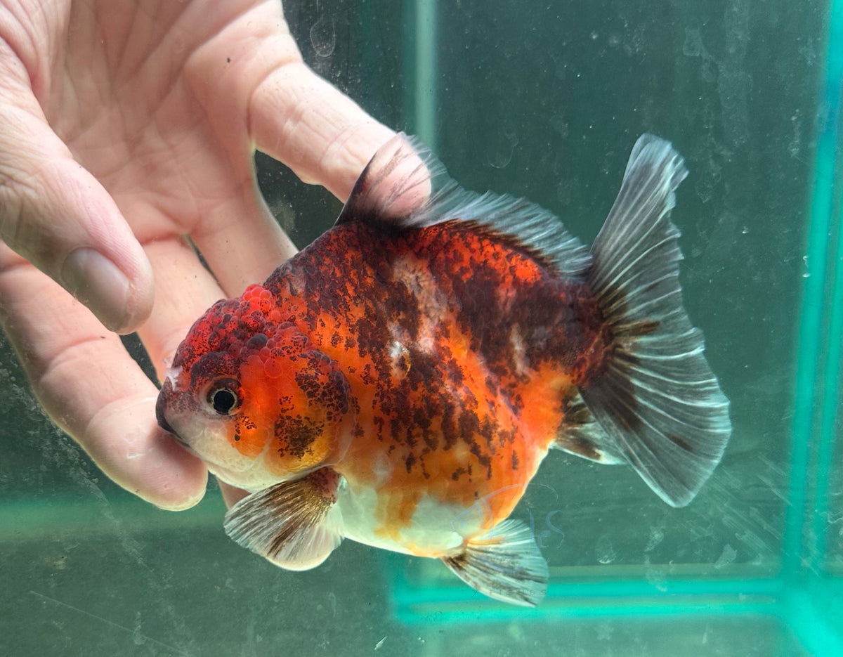 Tiger Calico Orchid Tail Oranda (Release Date: 18 Nov 2025)