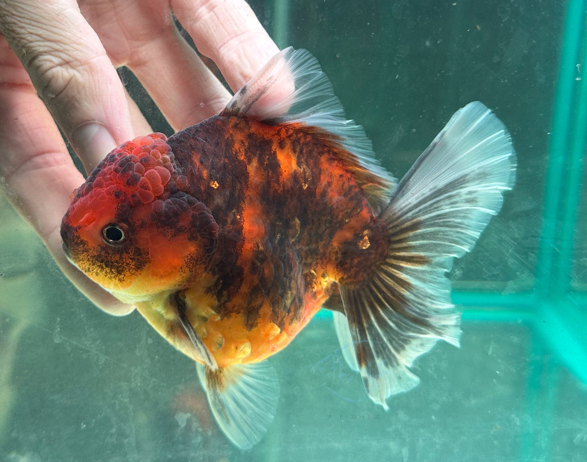 Tiger Calico Orchid Tail Oranda (Release Date: 18 Nov 2025)