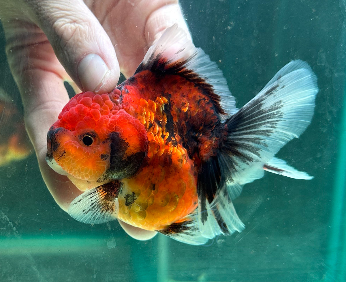 Tiger Calico Orchid Tail Oranda (Release Date: 18 Nov 2025)