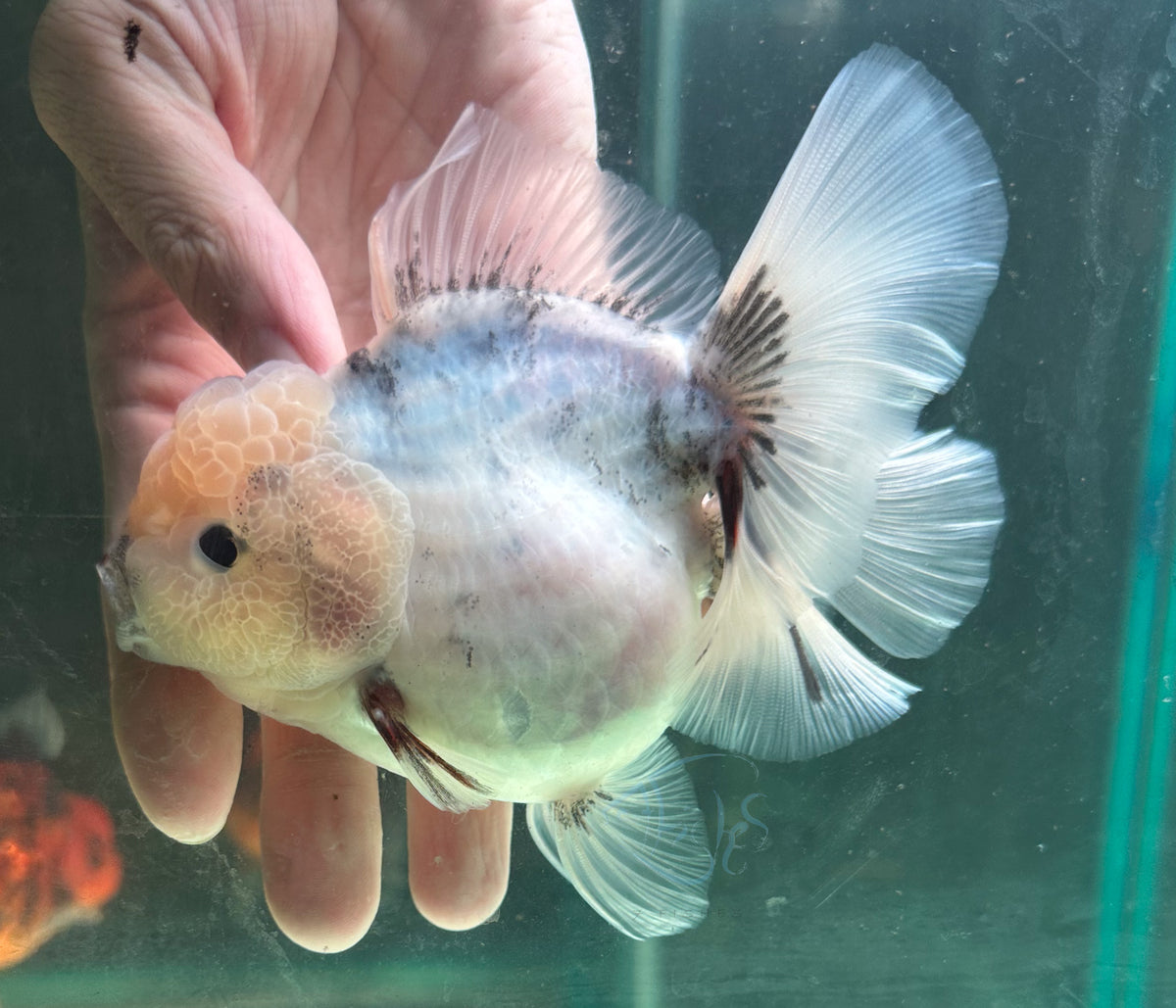 Ink Spot Orchid Tail Oranda (Release Date: 18 Nov 2025)