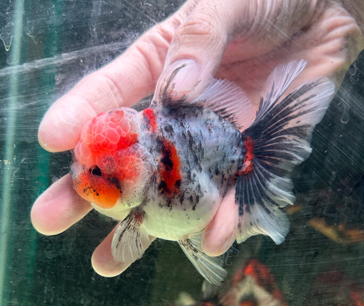 Calico Orchid Tail Oranda (Release Date: 18 Nov 2025)