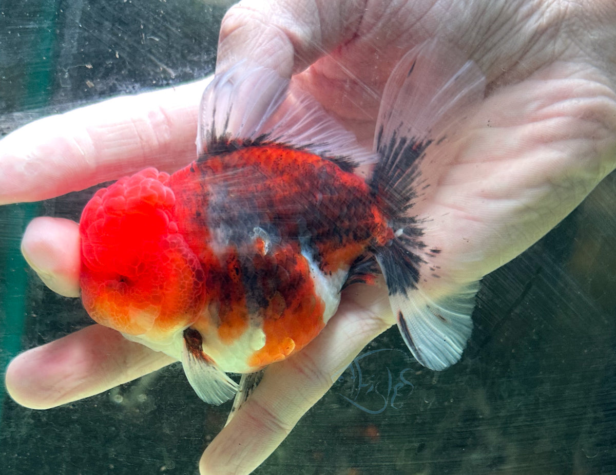 Calico Orchid Tail Oranda (Release Date: 18 Nov 2025)