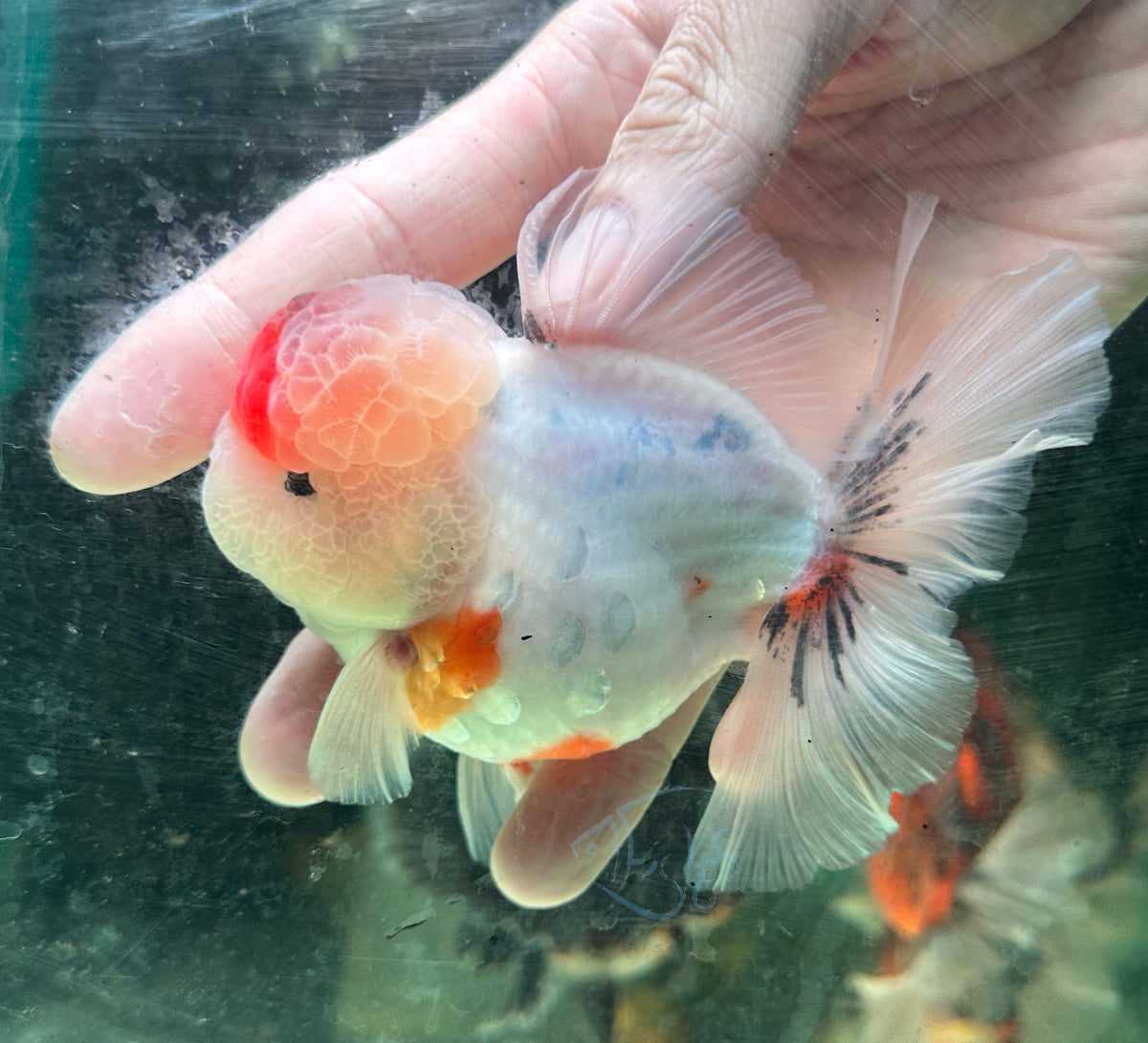 Sakura Orchid Tail Oranda (Release Date: 18 Nov 2025)