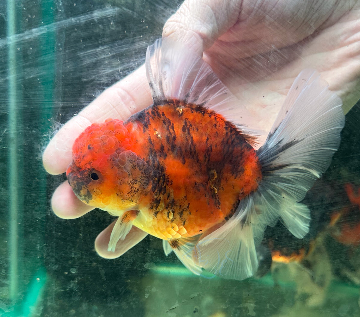 Tiger Calico Orchid Tail Oranda (Release Date: 18 Nov 2025)