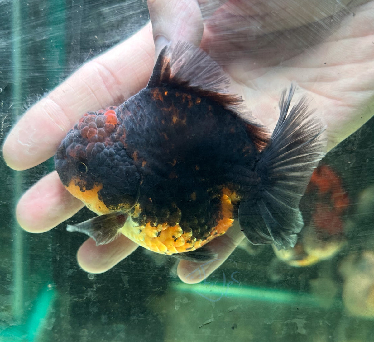 Black Calico Orchid Tail Oranda (Release Date: 18 Nov 2025)
