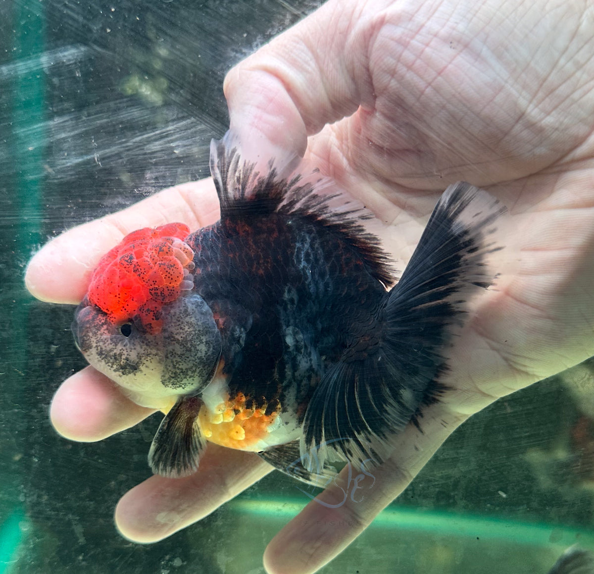 Kirin Orchid Tail Oranda (Release Date: 18 Nov 2025)