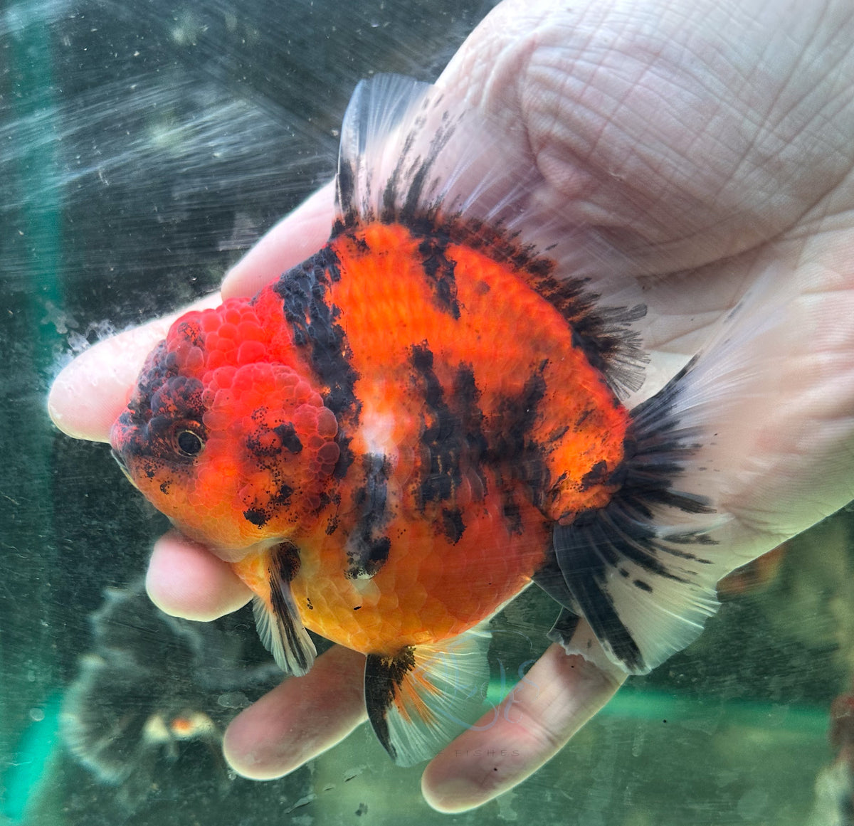 Tiger Calico Orchid Tail Oranda (Release Date: 18 Nov 2025)