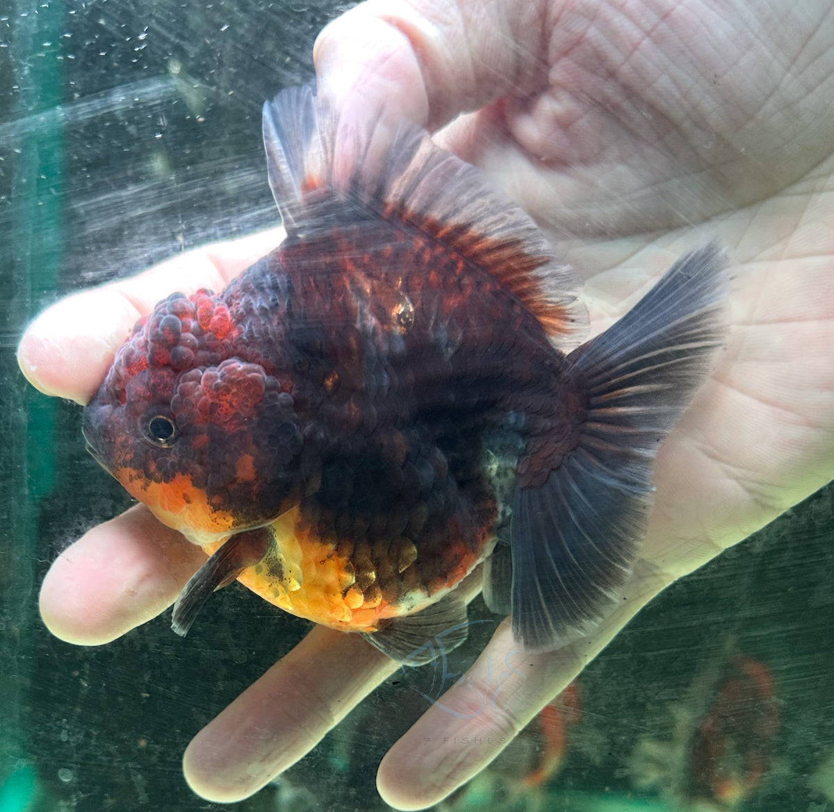 Black Calico Orchid Tail Oranda (Release Date: 18 Nov 2025)